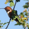 allens_hummingbird_020109