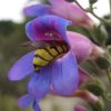 yellow_jacket_in_penstemon