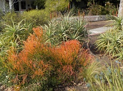 Orange "sticks on fire" plant